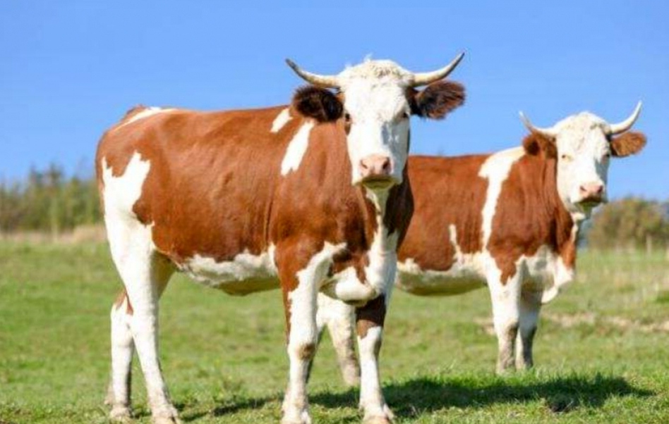 Какие ветеринарные препараты используют для крупного рогатого скота?